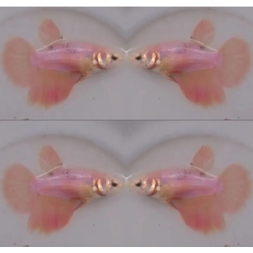 Female Pink