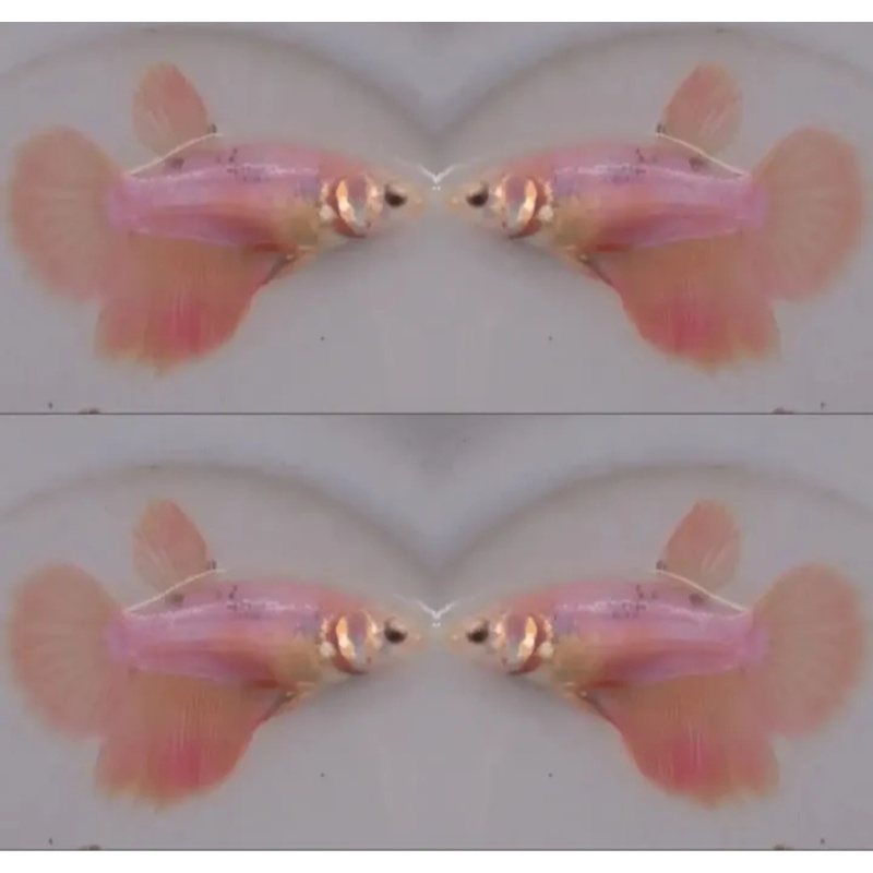 Female Pink
