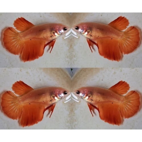 Female Orange