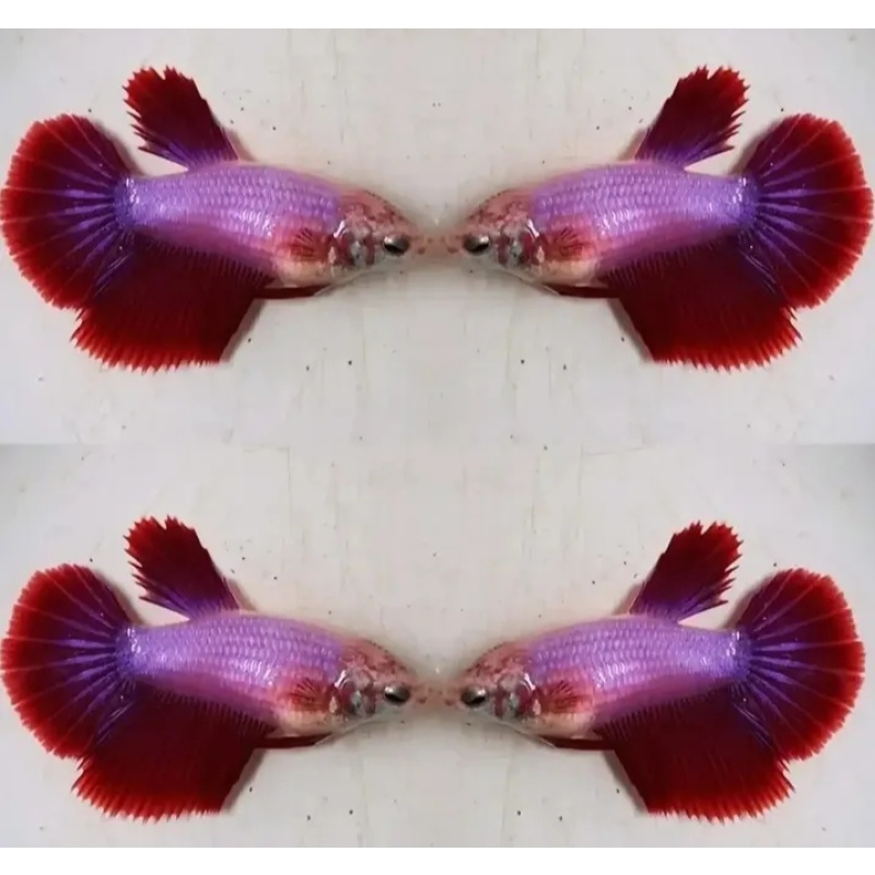 Female Red Purple