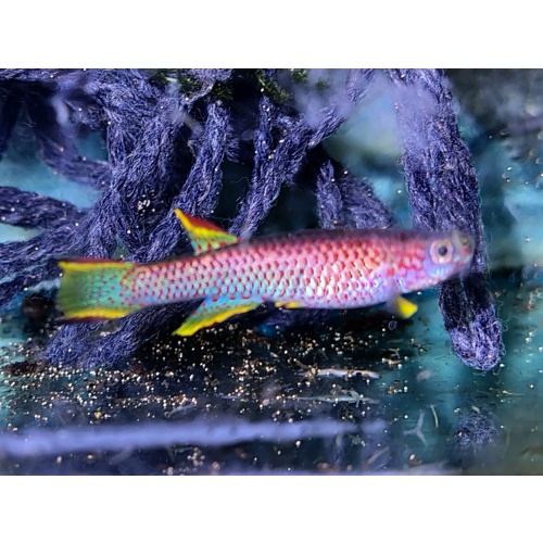 Aphyosemion marginatum Bengui GJS 00/29  40 eggs