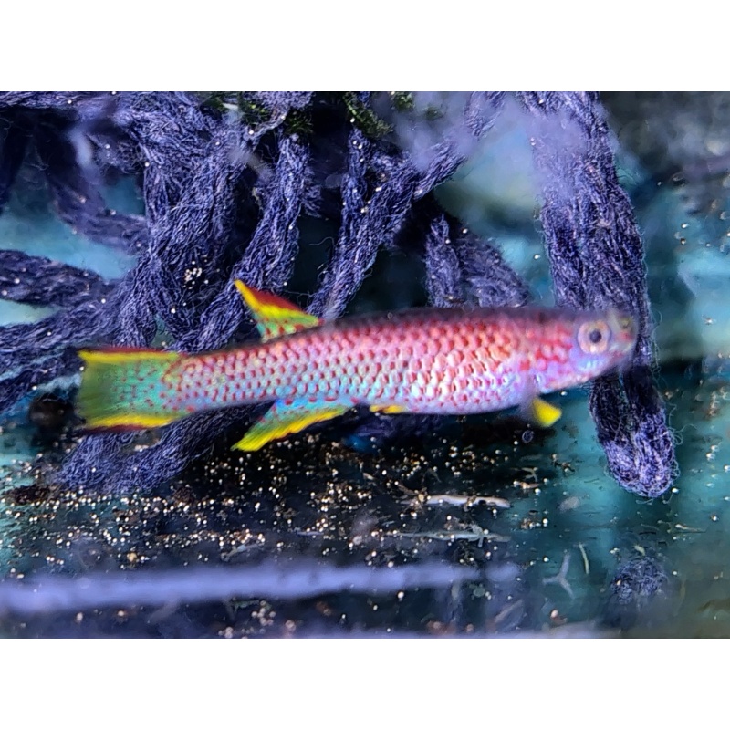 Aphyosemion marginatum Bengui GJS 00/29  25 eggs