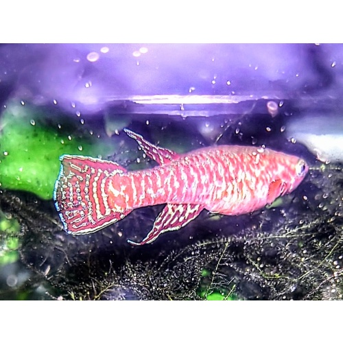 Aphyosemion bualanum Mombal Mali JVC 17/7 20 eggs