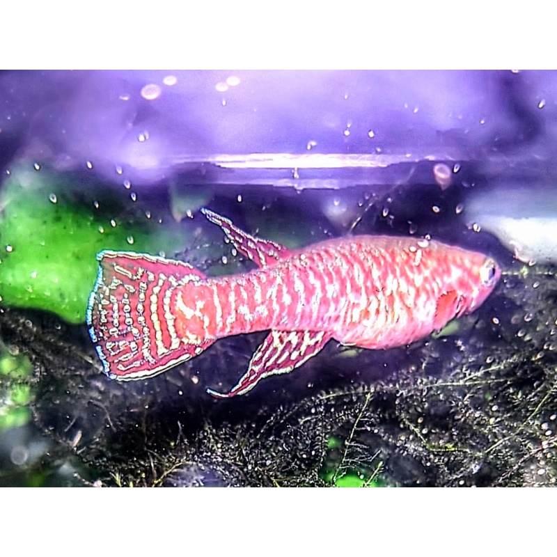 Aphyosemion bualanum Mombal Mali JVC 17/7 20 eggs