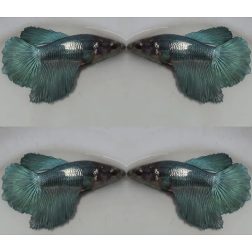 Female Grey HM