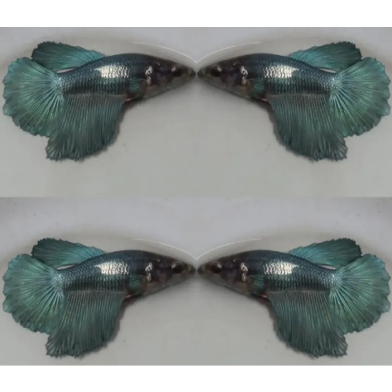 Female Grey HM
