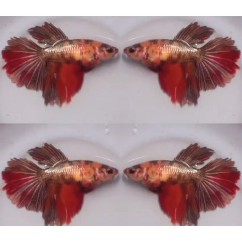 Female Fancy Copper