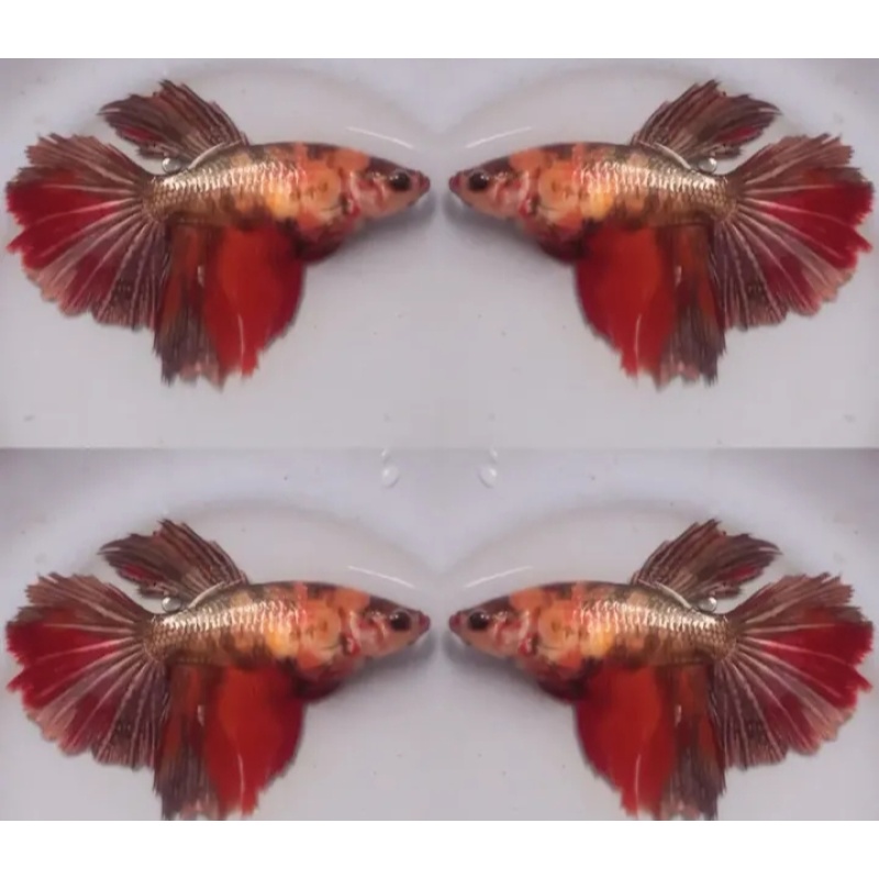 Female Fancy Copper