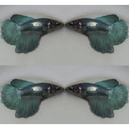 Female Steel Blue