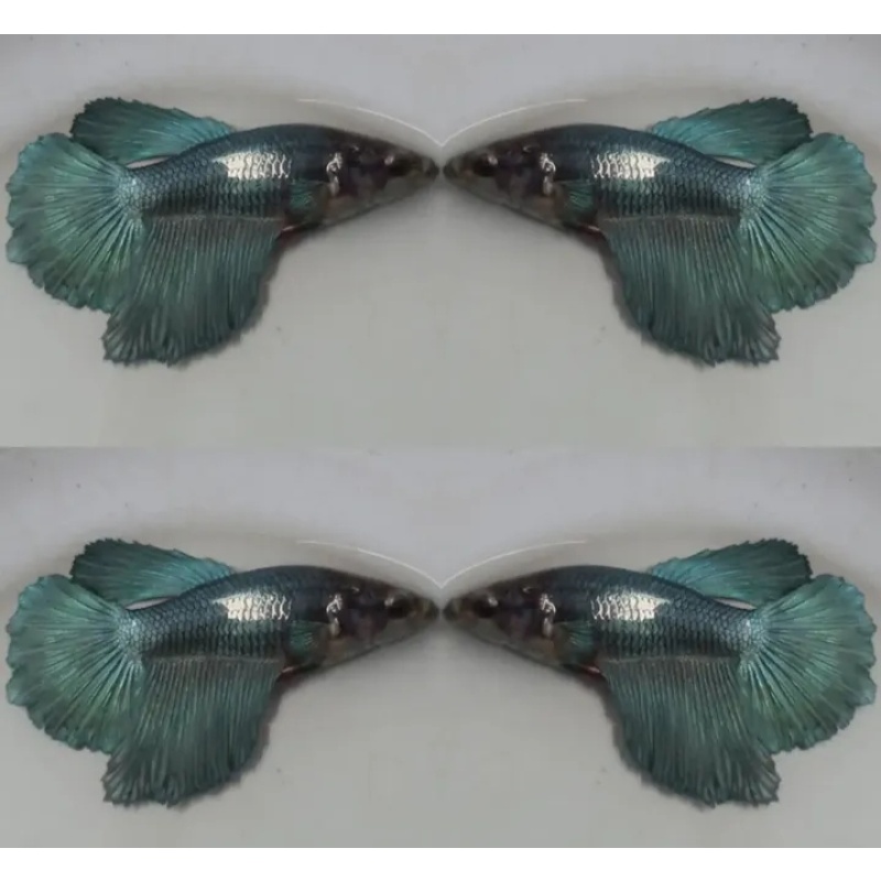 Female Steel Blue