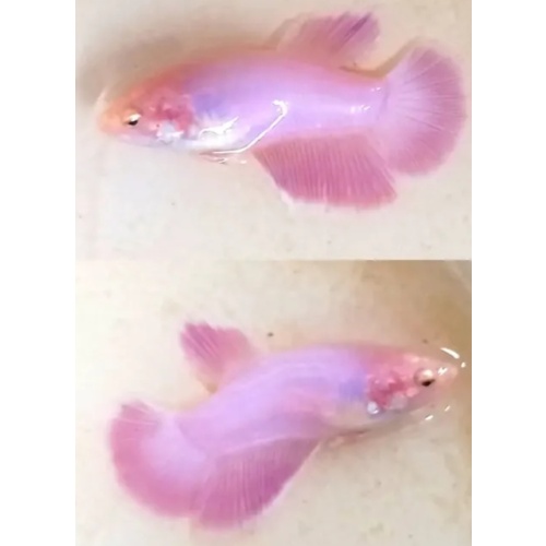 Female Pink HM