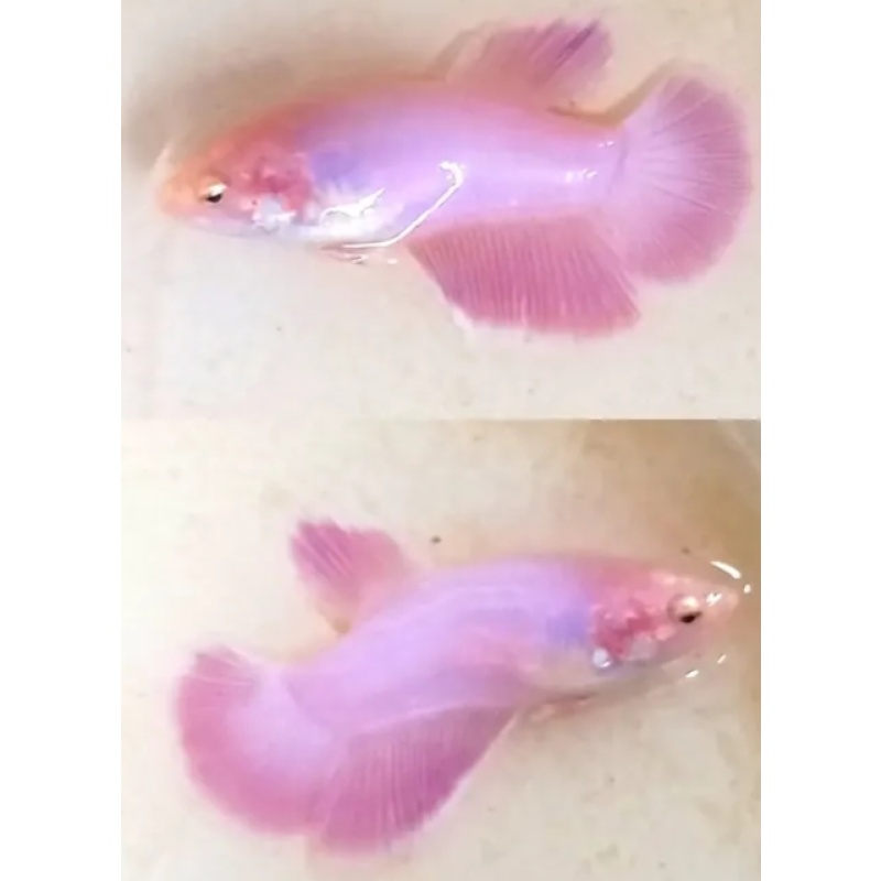 Female Pink HM