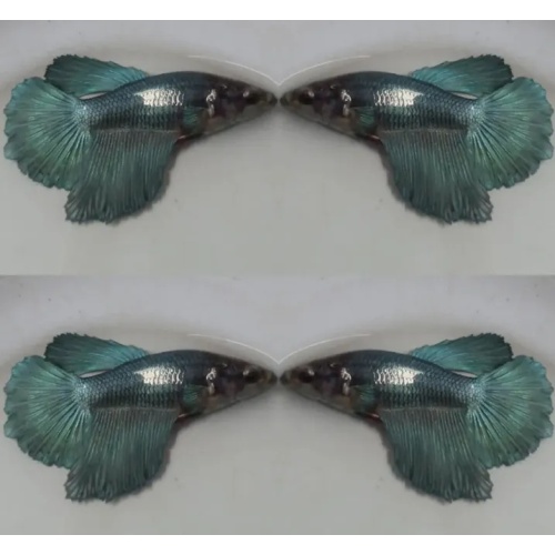Female Steel Blue