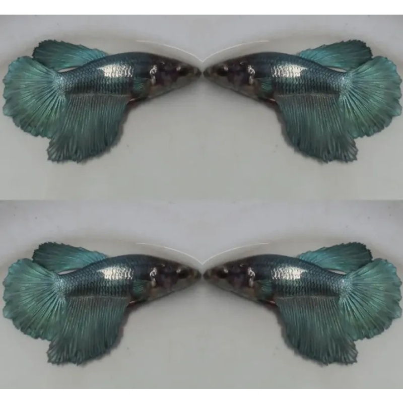 Female Steel Blue
