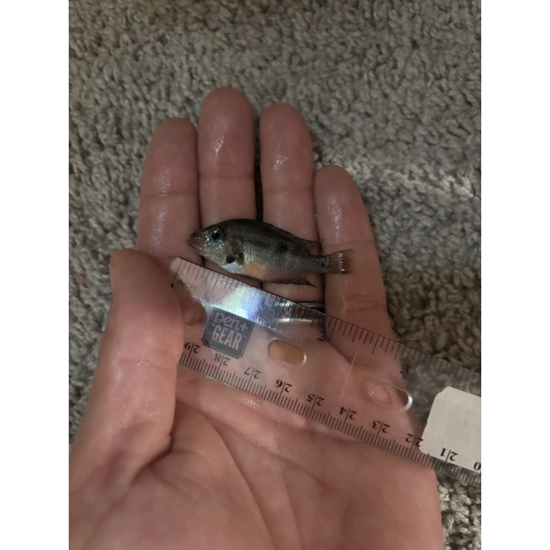 3 fire mouth cichlids 2 inches.
