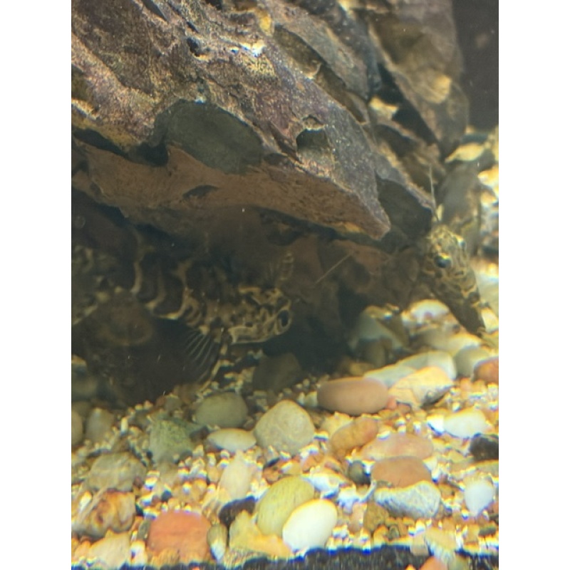 2 Upside Down Catfish (Synodontis Nigriventris)