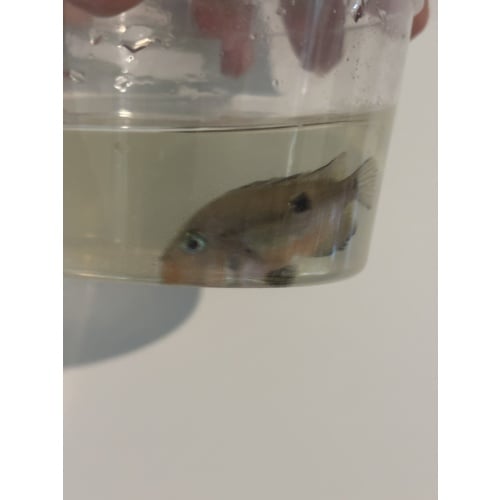 3 fire mouth cichlids 2 inches.