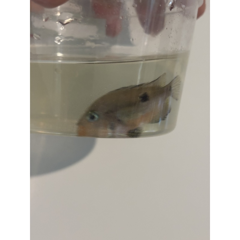3 fire mouth cichlids 2 inches.