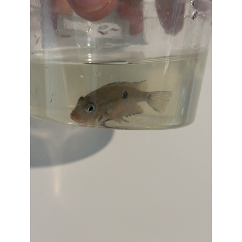 3 fire mouth cichlids 2 inches.