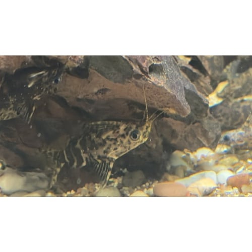 2 Upside Down Catfish (Synodontis Nigriventris)