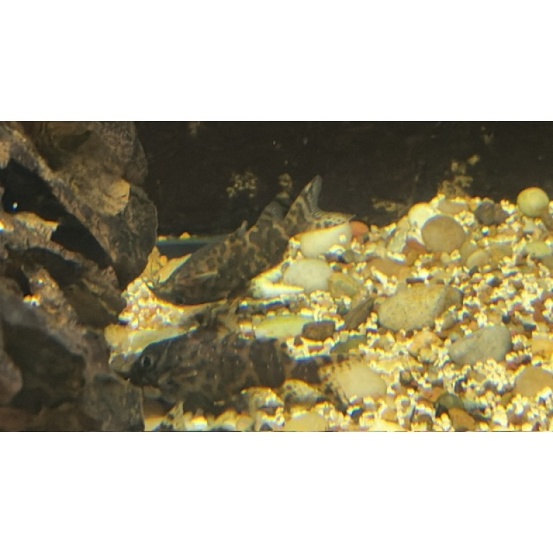 2 Upside Down Catfish (Synodontis Nigriventris)