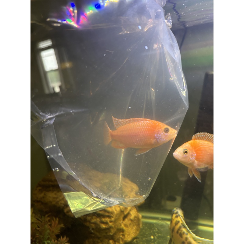 Dragon blood cichlid 3 inch’s