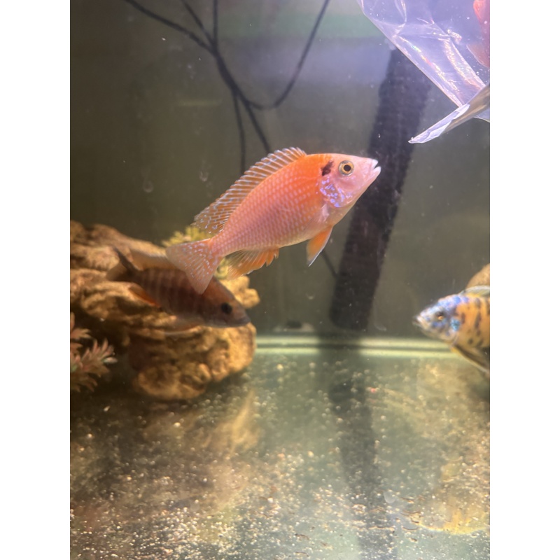 Dragon blood cichlid 3 inch’s