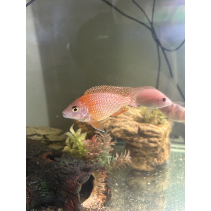 Dragon blood cichlid 3 inch’s