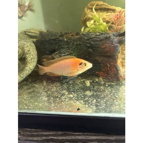 Dragon blood cichlid 3 inch’s