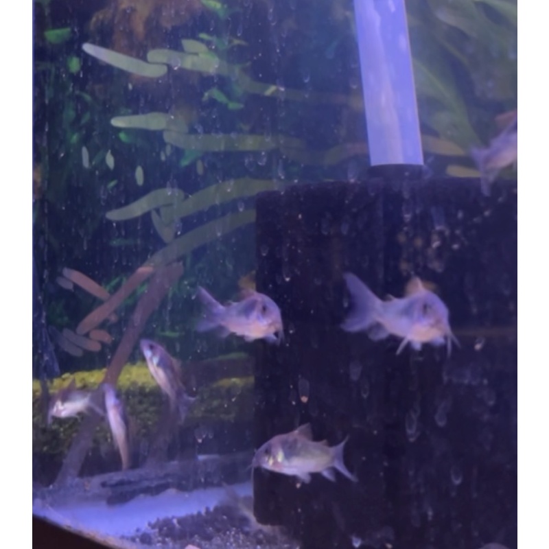Green Cory x5 (Corydora Aeneus)