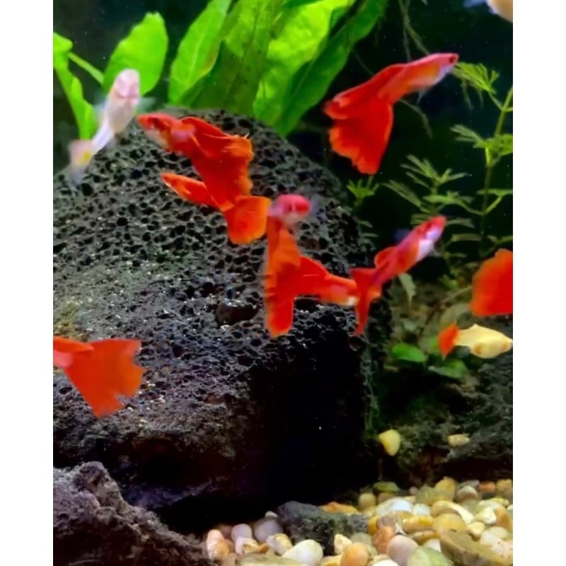 Albino Full Red Guppies- Established 7-Year Line-Local Pickup only