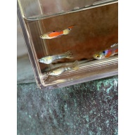 Mystery MALE pack qty. 5