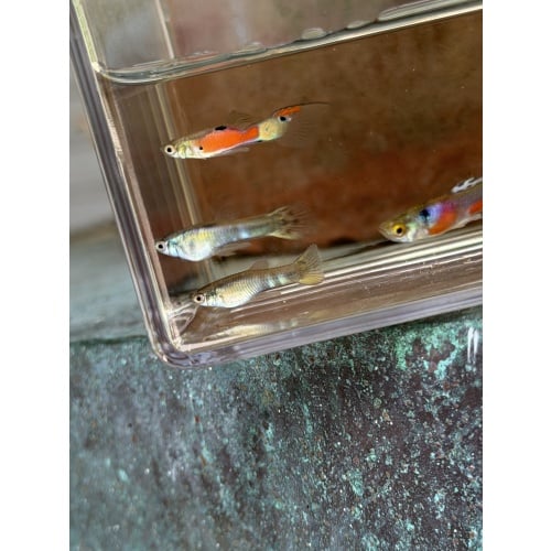 Mystery MALE pack qty. 5