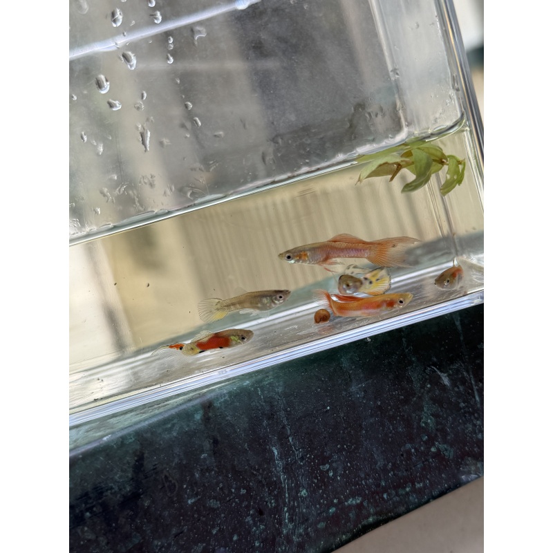 Assorted MYSTERY pack of 5 male guppies