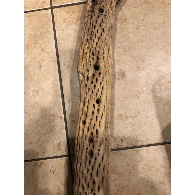 Clean Natural Arizona Cholla 2in diameter x 12in length