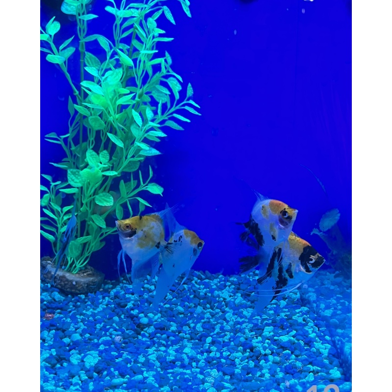 Fish Mystery Box