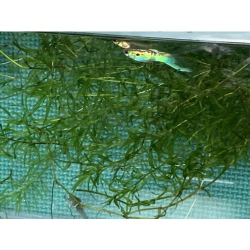 BEAUTIFUL Vienna Emerald Green LS trios