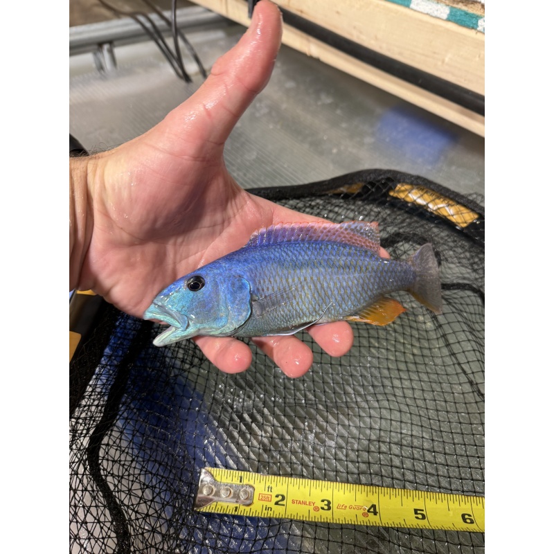 Five 2-3” Malawi Hawk unsexed.