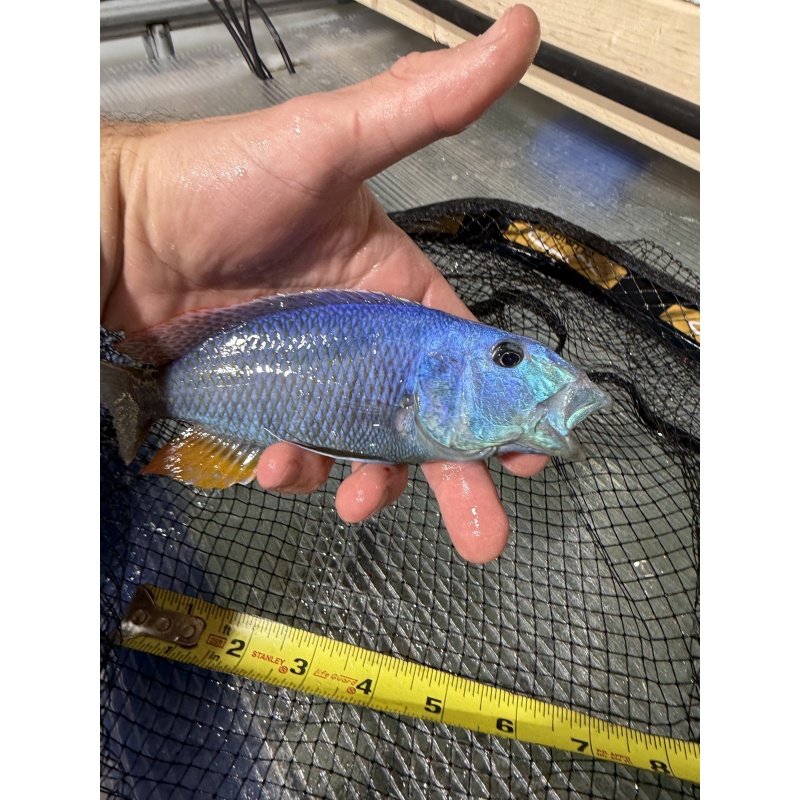 Aristochromis Christyi breeding group 1M 4F