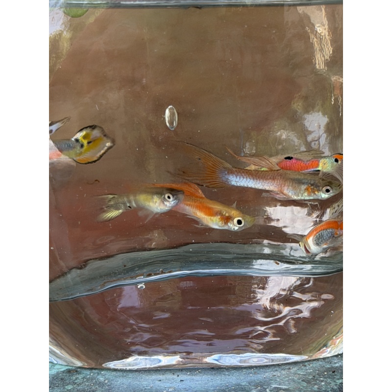 Mystery MALE pack qty. 5