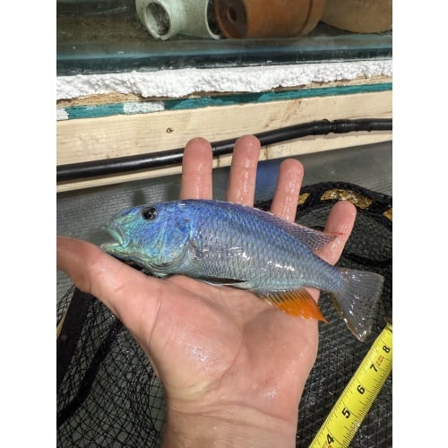Aristochromis Christyi breeding group 1M 4F
