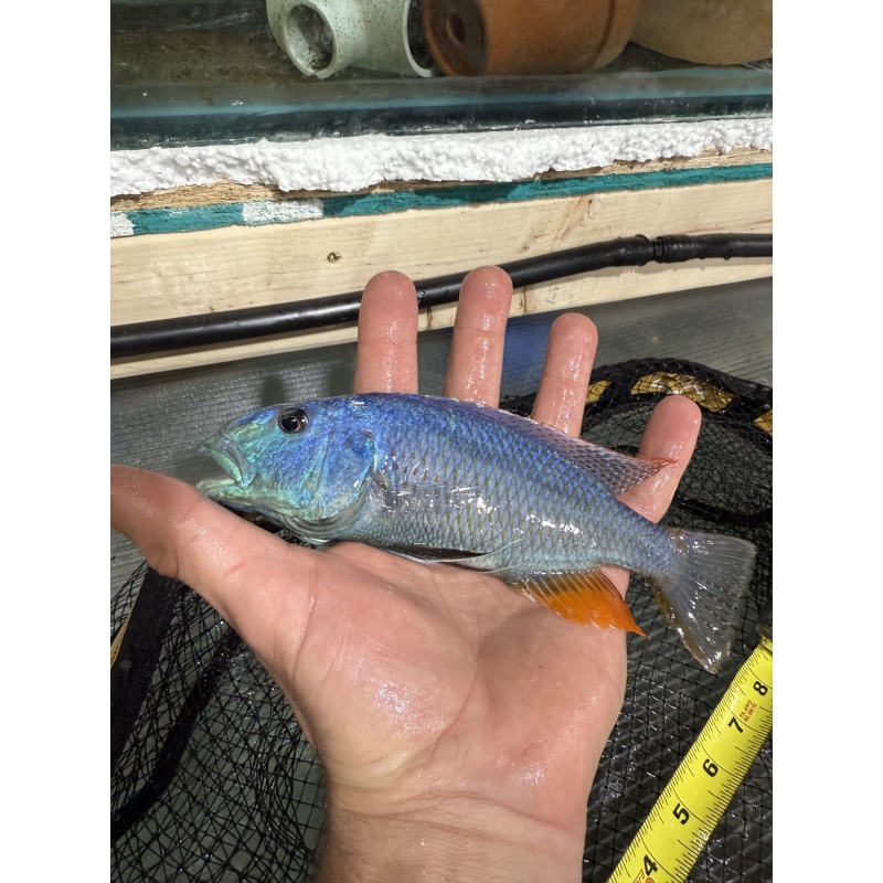 Aristochromis Christyi breeding group 1M 4F