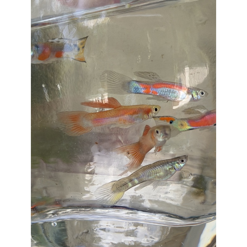 Mystery MALE pack qty. 5