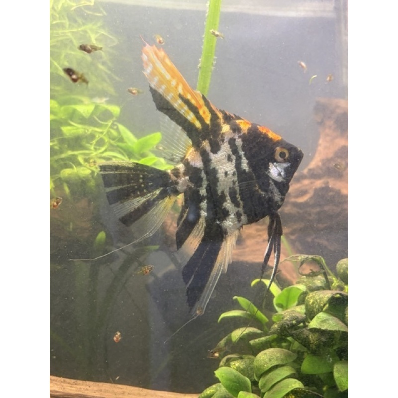 Group of 3 Half-Dollar-Sized Marble Angelfish