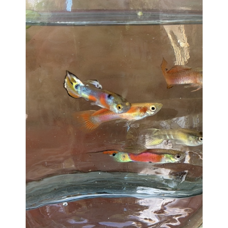 Assorted MYSTERY pack of 5 male guppies