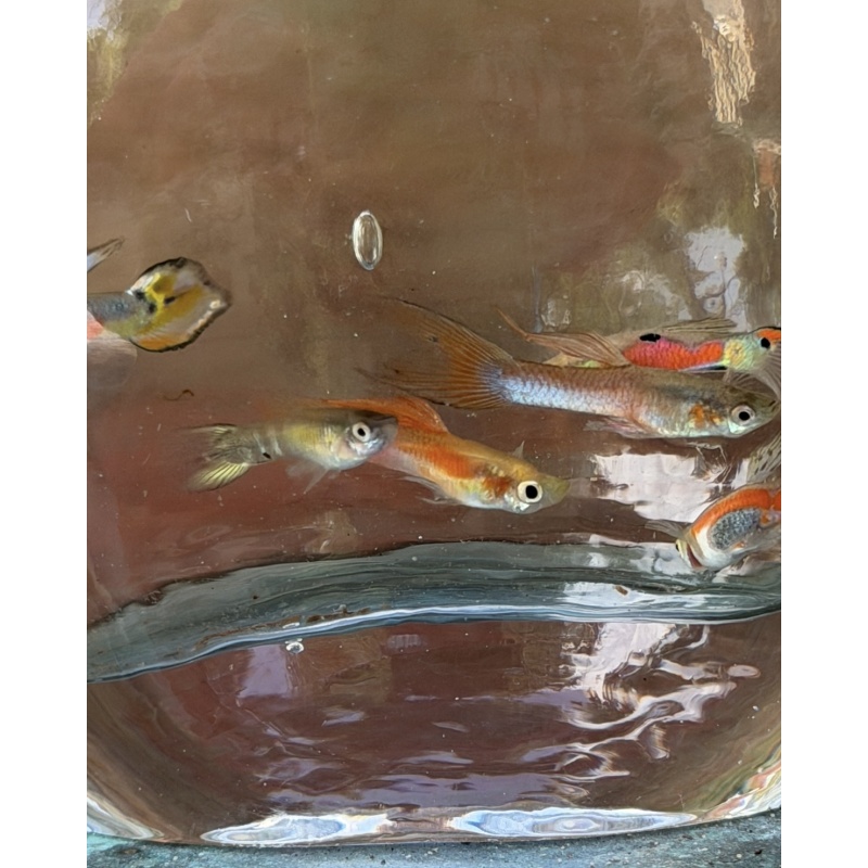 Assorted MYSTERY pack of 5 male guppies