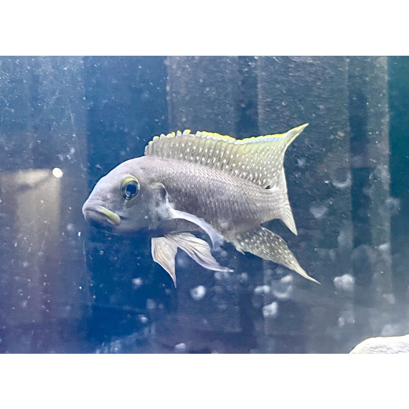 Neolamprologus Tetracanthus Pair