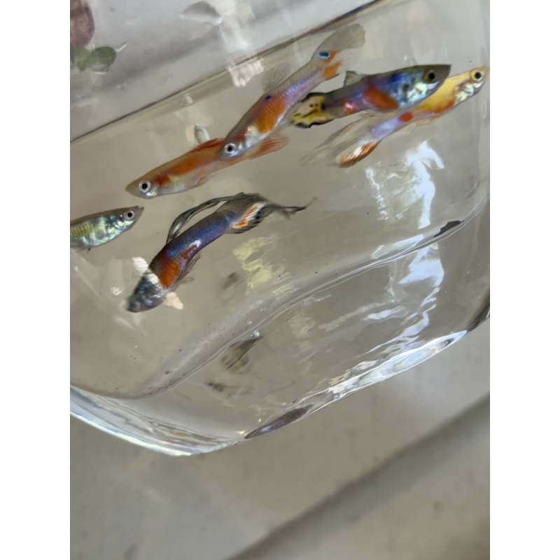 Rainbow Mystery FRY pack of 10 guppies