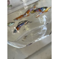 MYSTERY fry pack qty 7 Guppies