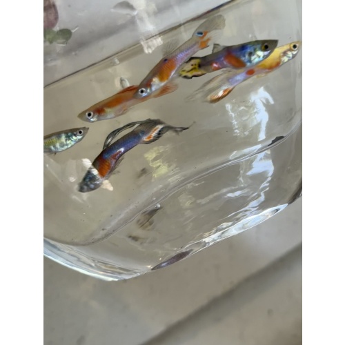 MYSTERY fry pack qty 7 Guppies